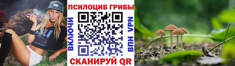 магазин    Камешково  Псилоцибиновые грибы Psilocybe 